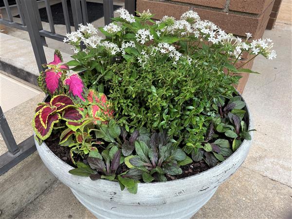 Flower pot between building 119 and 120